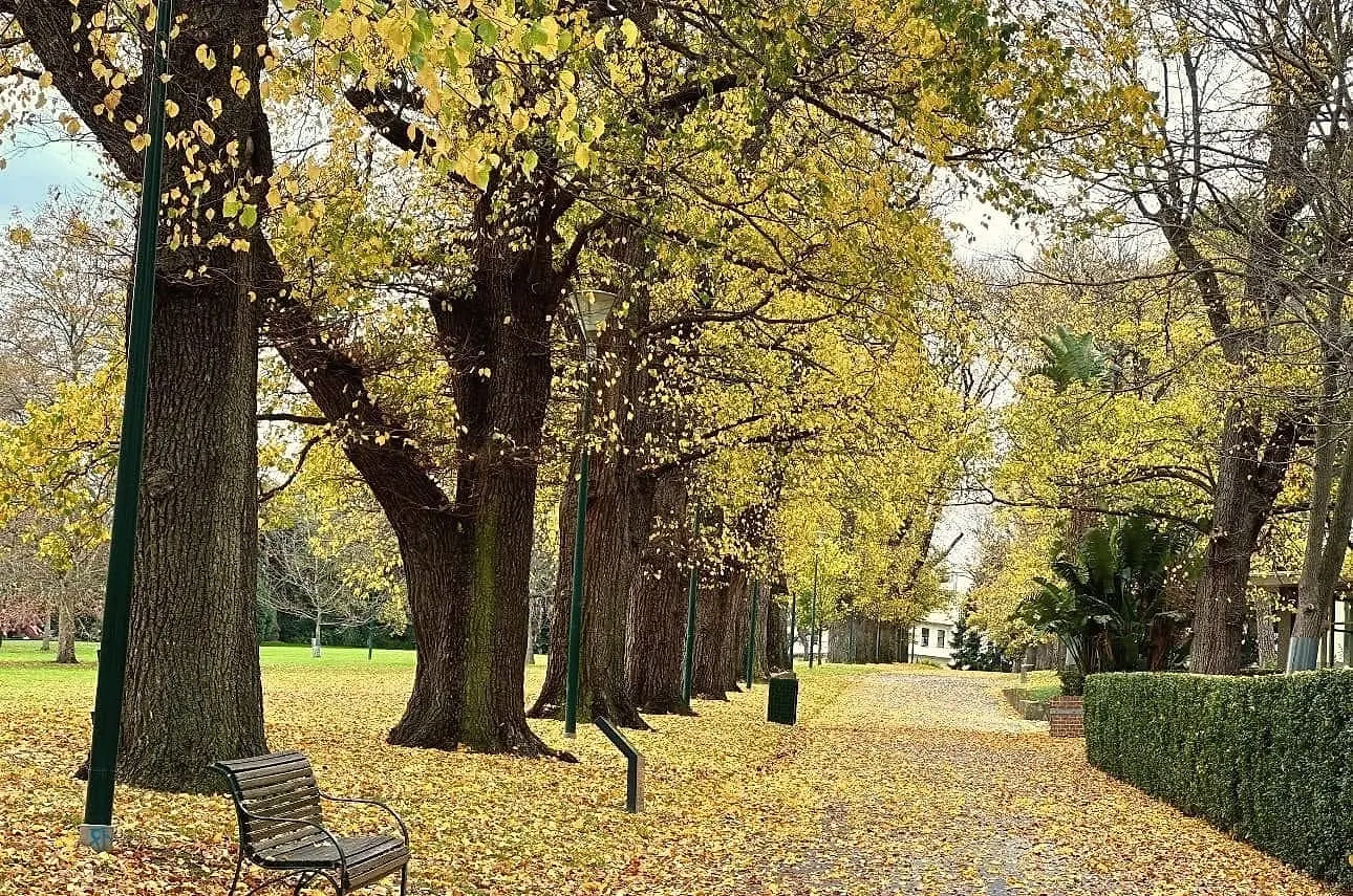 An avenue of elms in golden autumn leaf in Fitzroy Gardens, with a bench and a path covered in yellow leaves