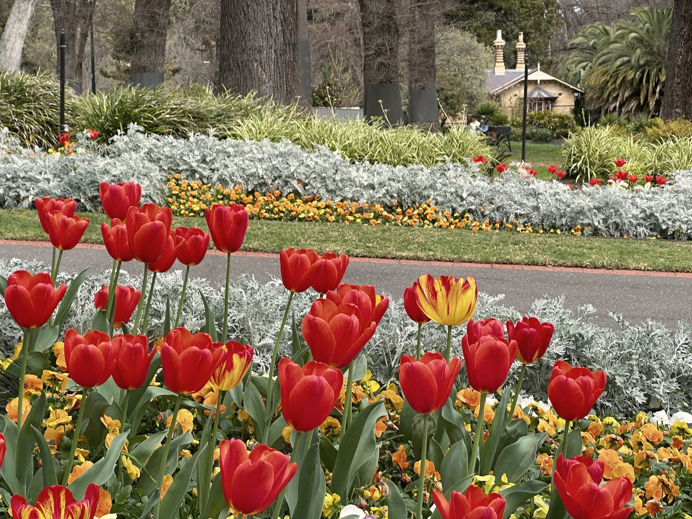 Red and yellow tulips in a garden bed in Fitzroy Gardens, with silver plants and tall trees behind